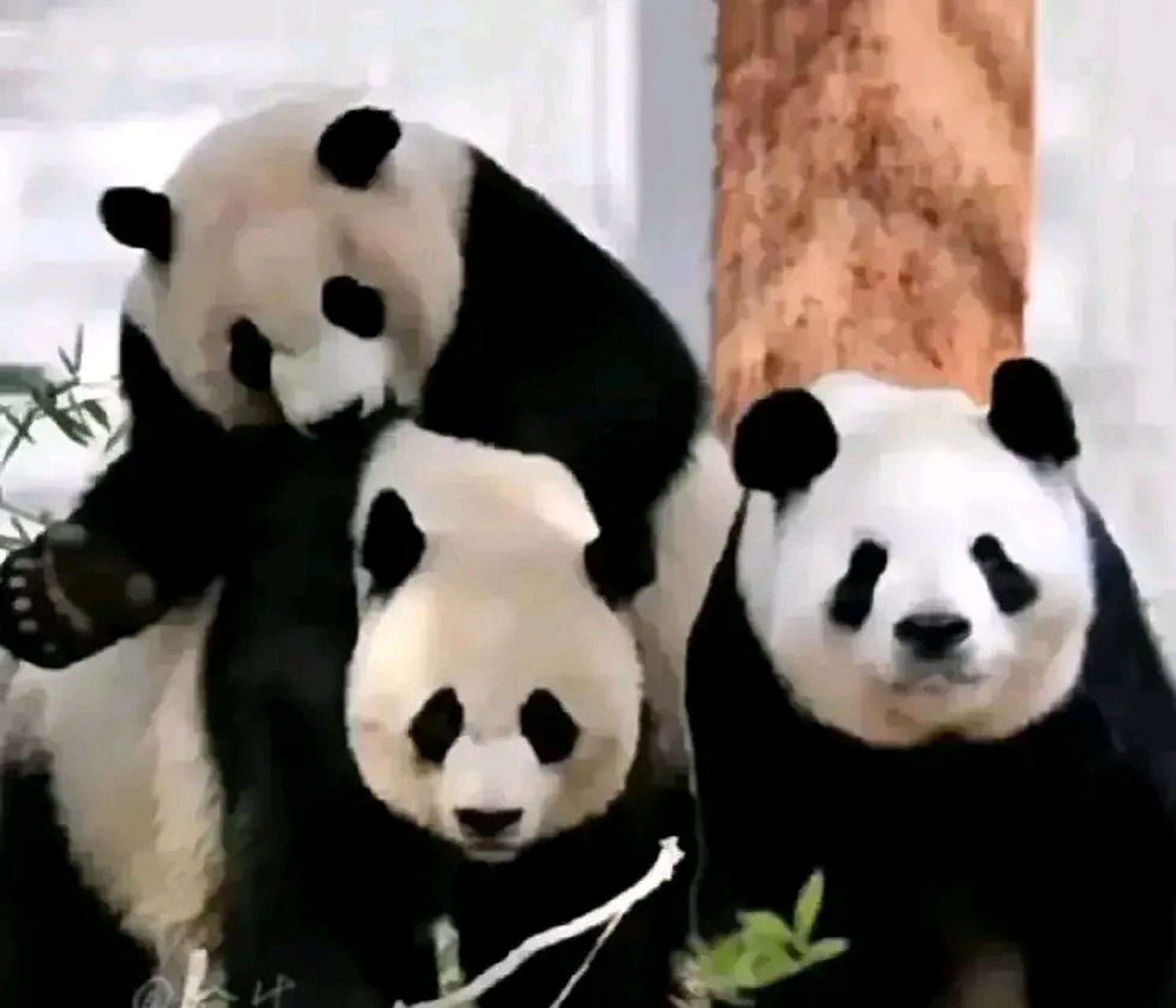 还有130天,美香添添的租期就结束了…… 真的不知道还有什么语言能