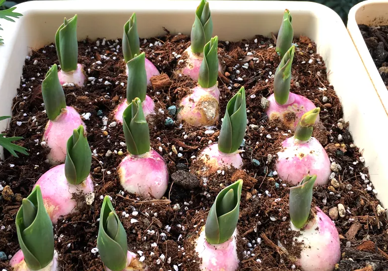 郁金香种球怎么种植?教你几个小步骤,种出美观又艳丽的郁金香