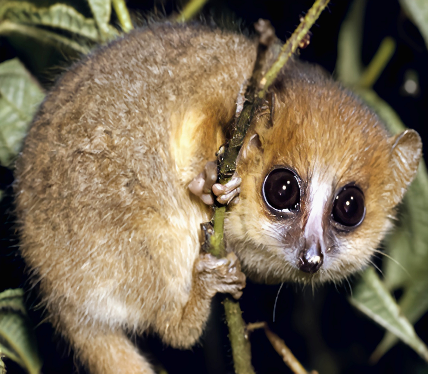 每天认识一种动物——毛耳鼠狐猴 毛耳鼠狐猴马达地斯加特有物种,毛耳