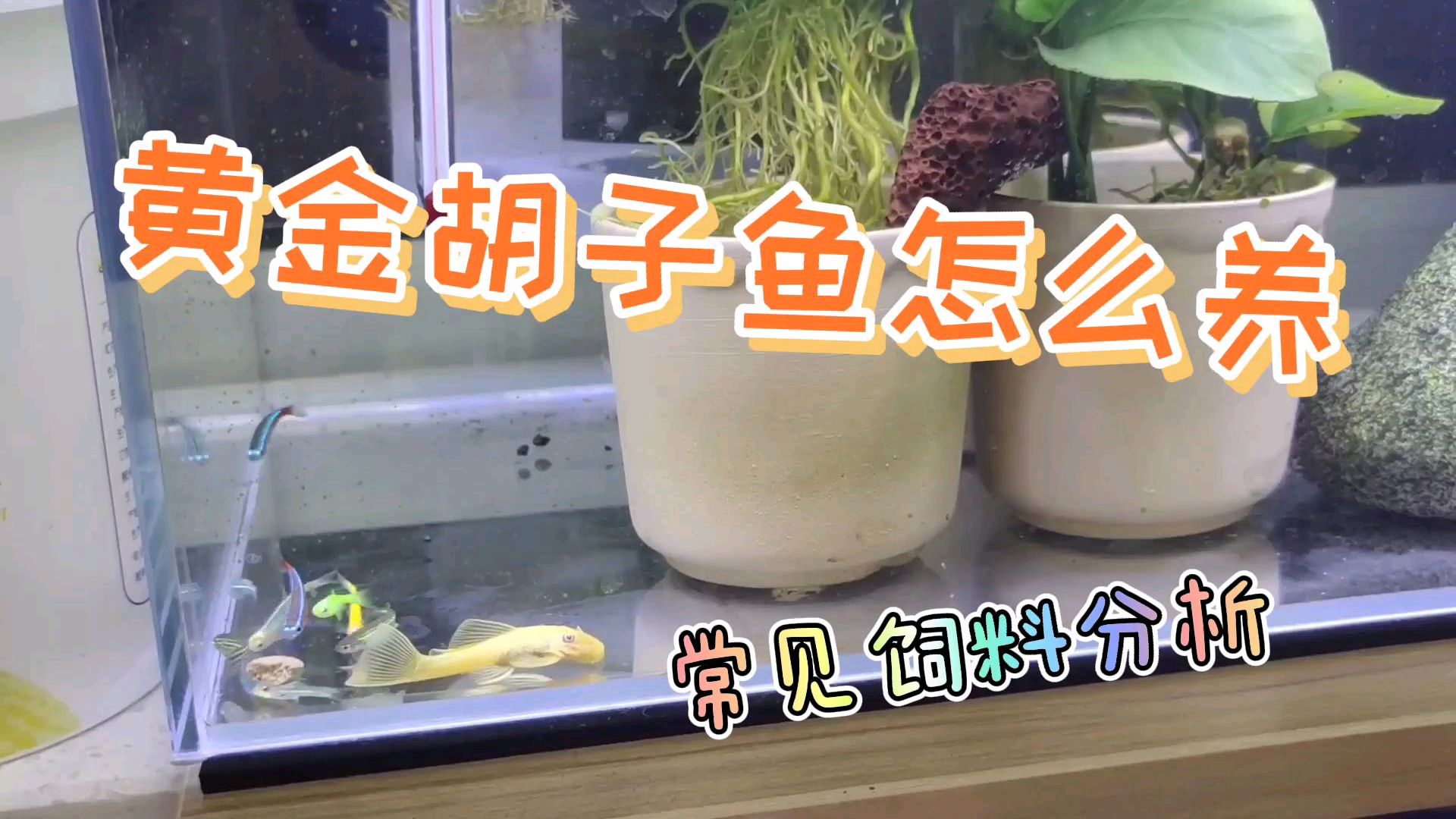 黄金胡子鱼怎么养?需要饲料吗?大家看看我是怎么做的吧