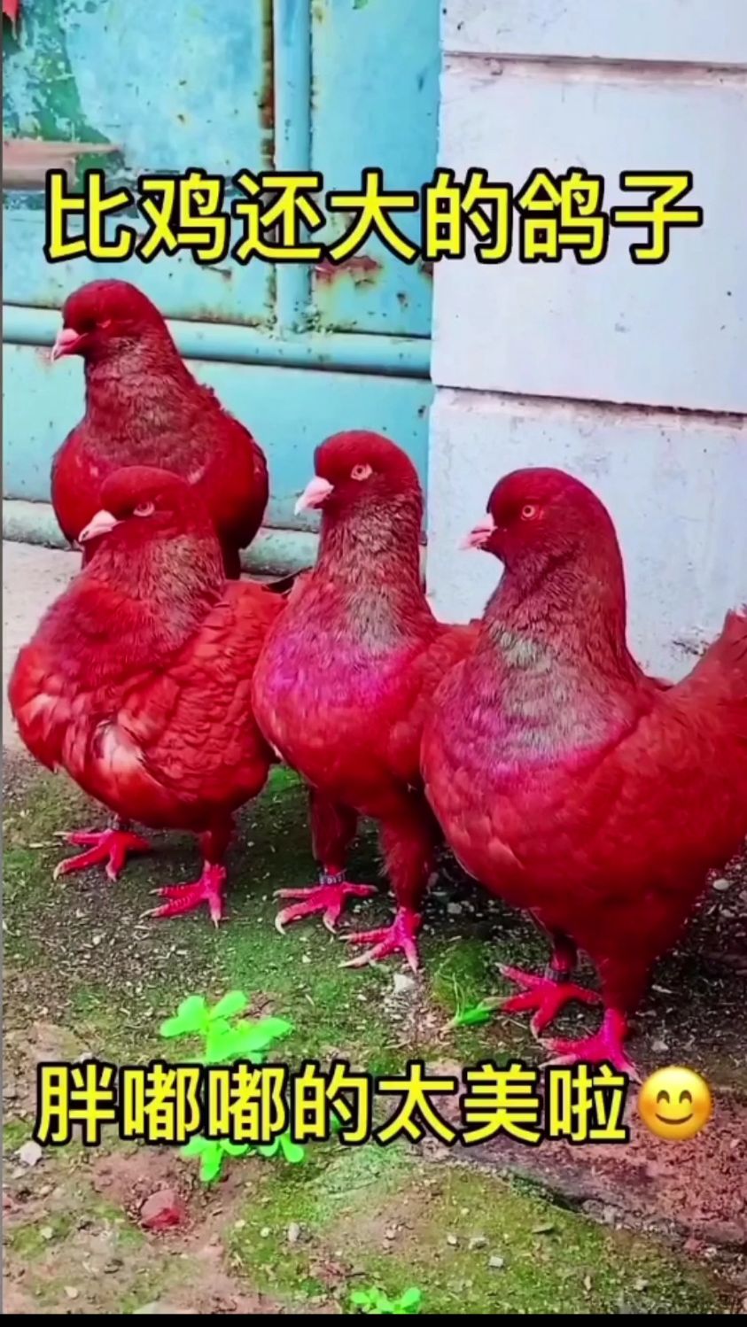 中国红元宝鸽很多人都喜欢的一种颜色,值的拥有一对!