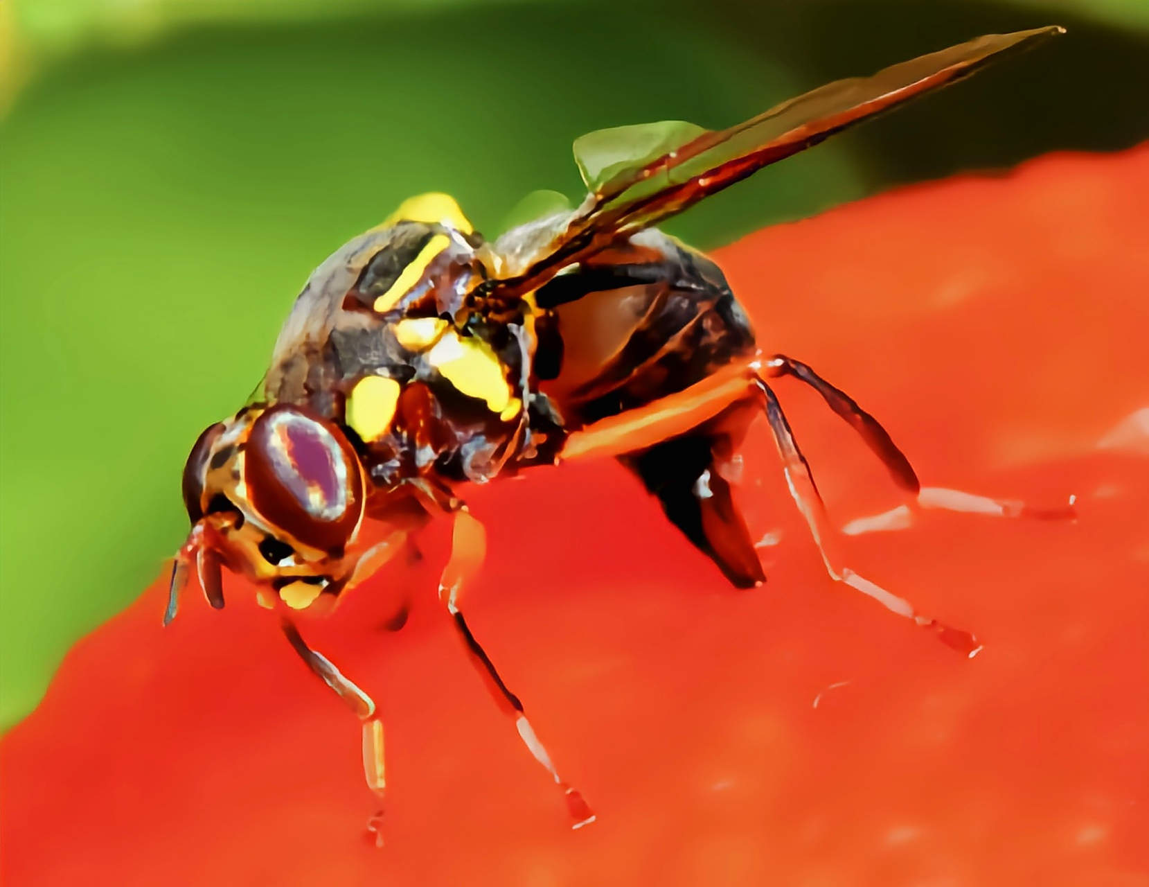 每天认识一种昆虫——桔小实蝇 桔小实蝇别名橘小实蝇,柑橘小实蝇