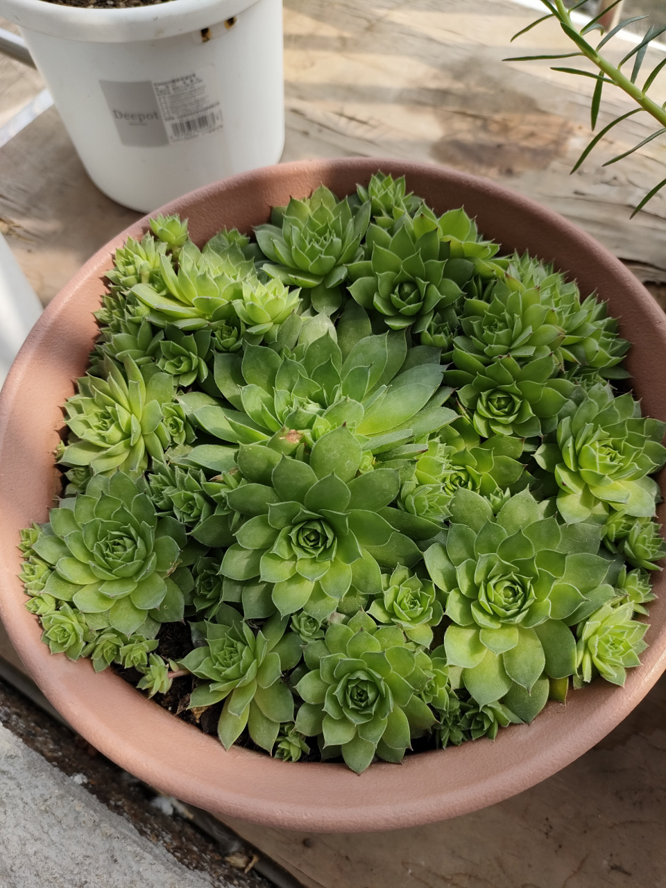 观音莲不愧是多肉届的"爆盆"高手,一年时间,已经盆满钵满,给人满满的