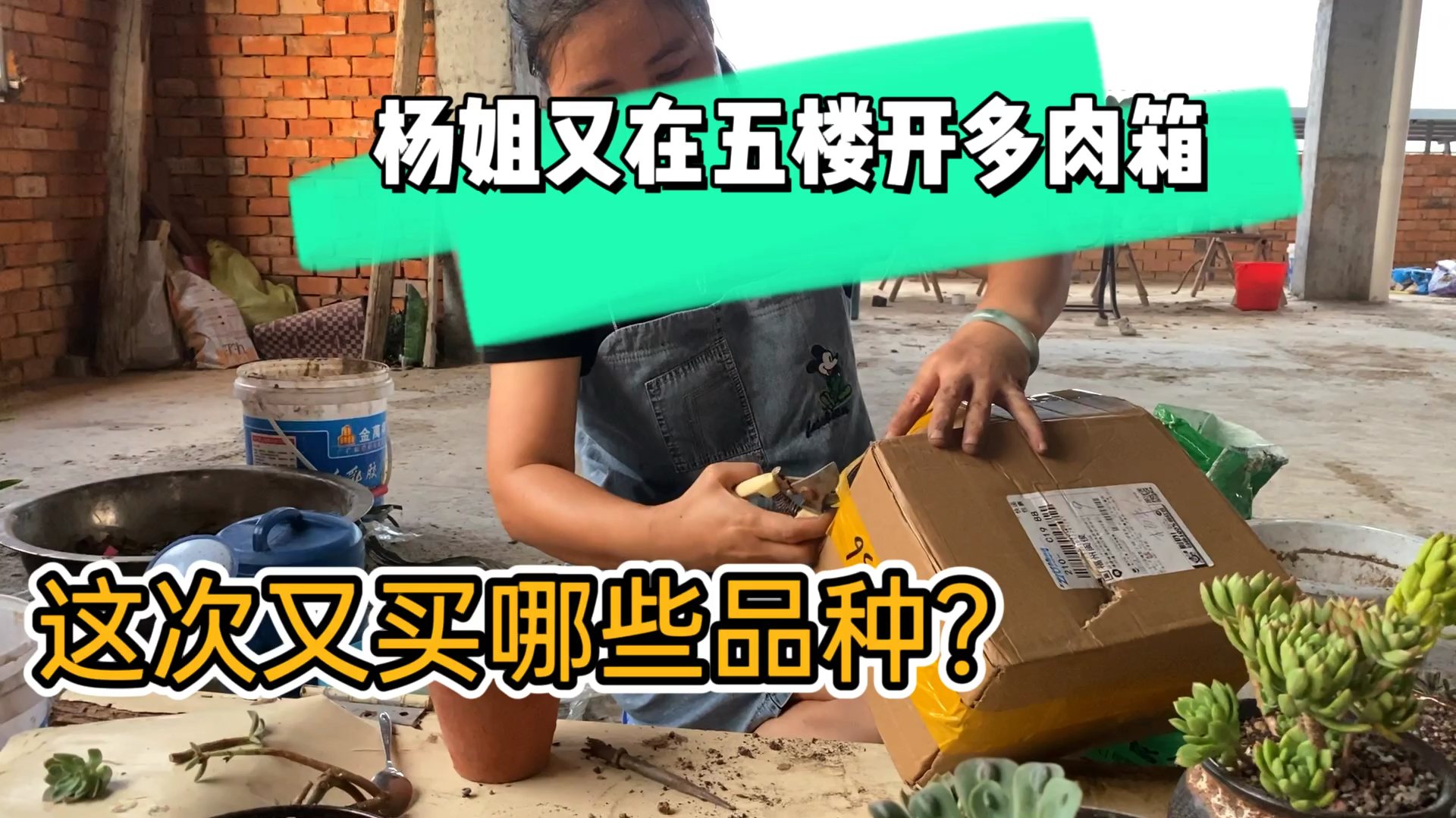 又一批多肉到家了,开箱验货发现达摩福娘状态不好,其他还行!