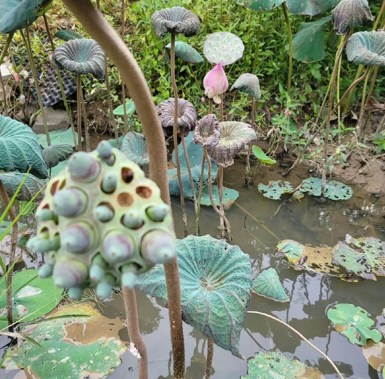 莲蓬要成精(我有密集恐惧症)