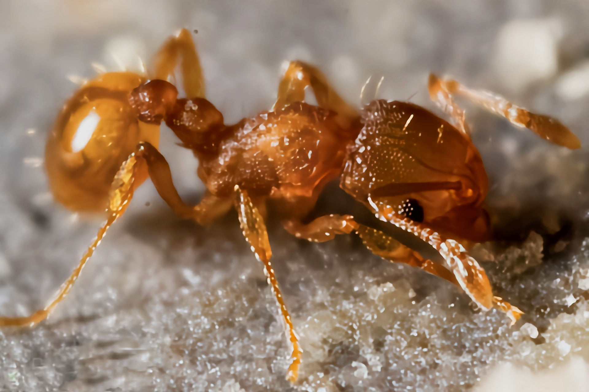 每天认识一种动物——小火蚁 小火蚁别名电蚁,可可蚁,小瓦火蚁,金刻沃