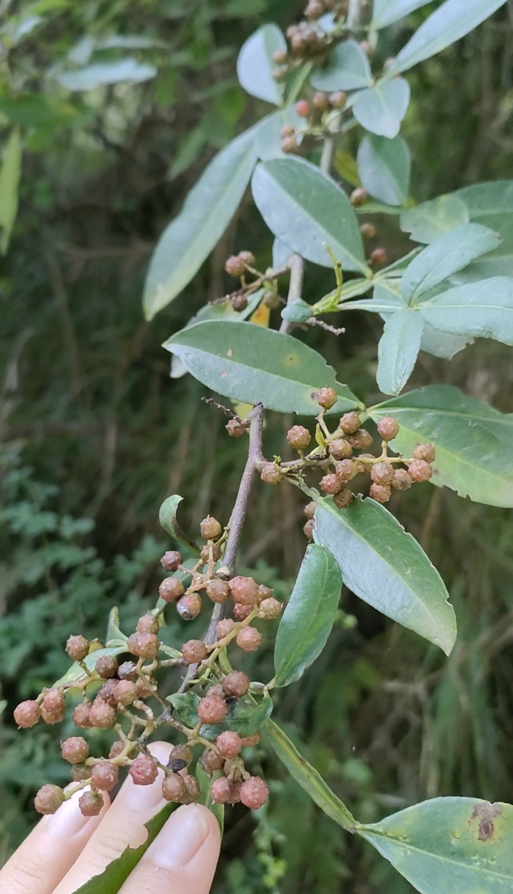 野花椒,我们村的人叫狗椒,大家见过吗?