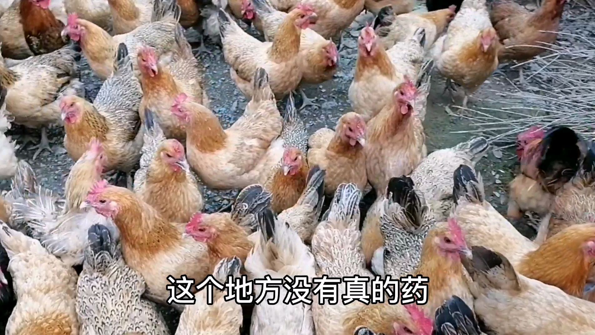 在我们这地方搞养殖没有兽医的,鸡有问题了只能自己想办法