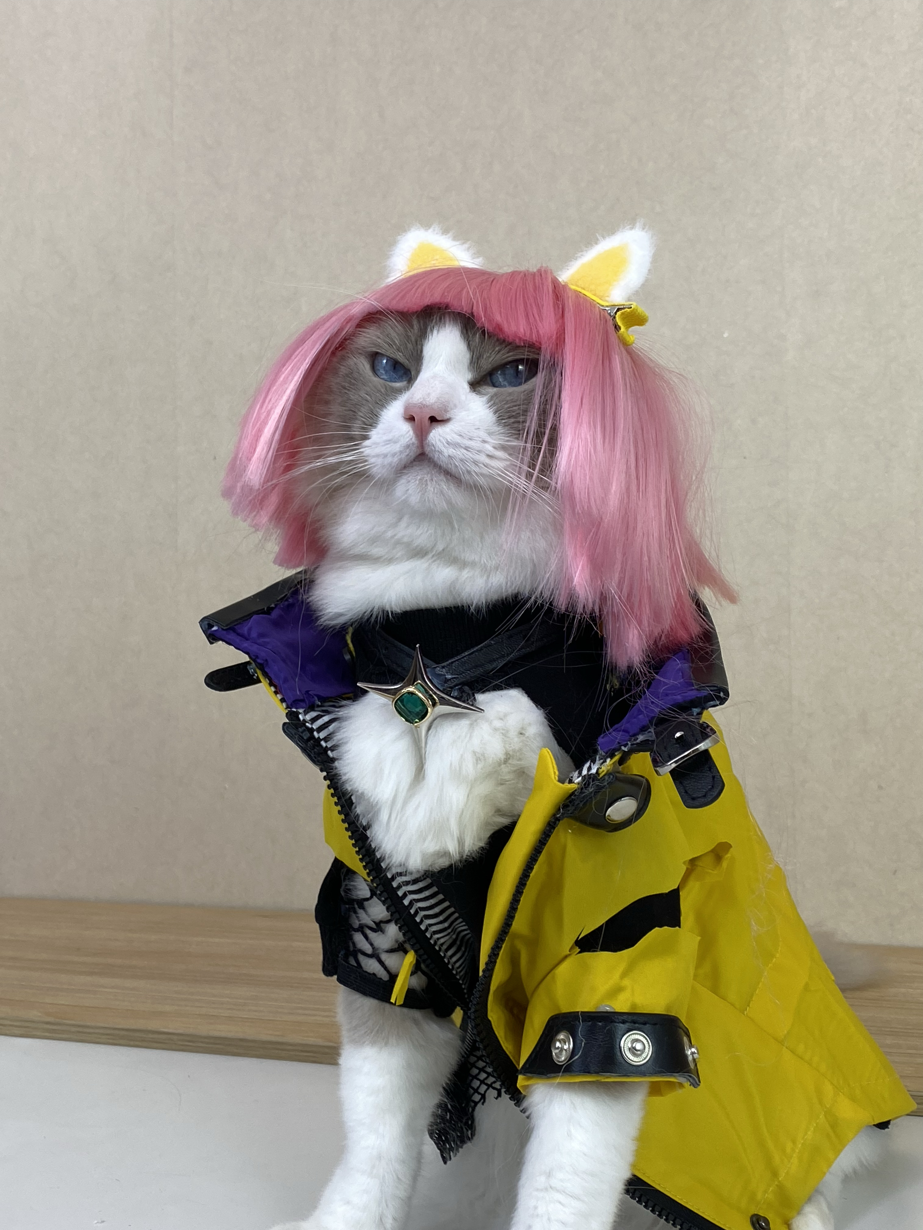 猫咪 cosplay 第一张是国风刀马旦猫咪第二张是游戏的角色你们