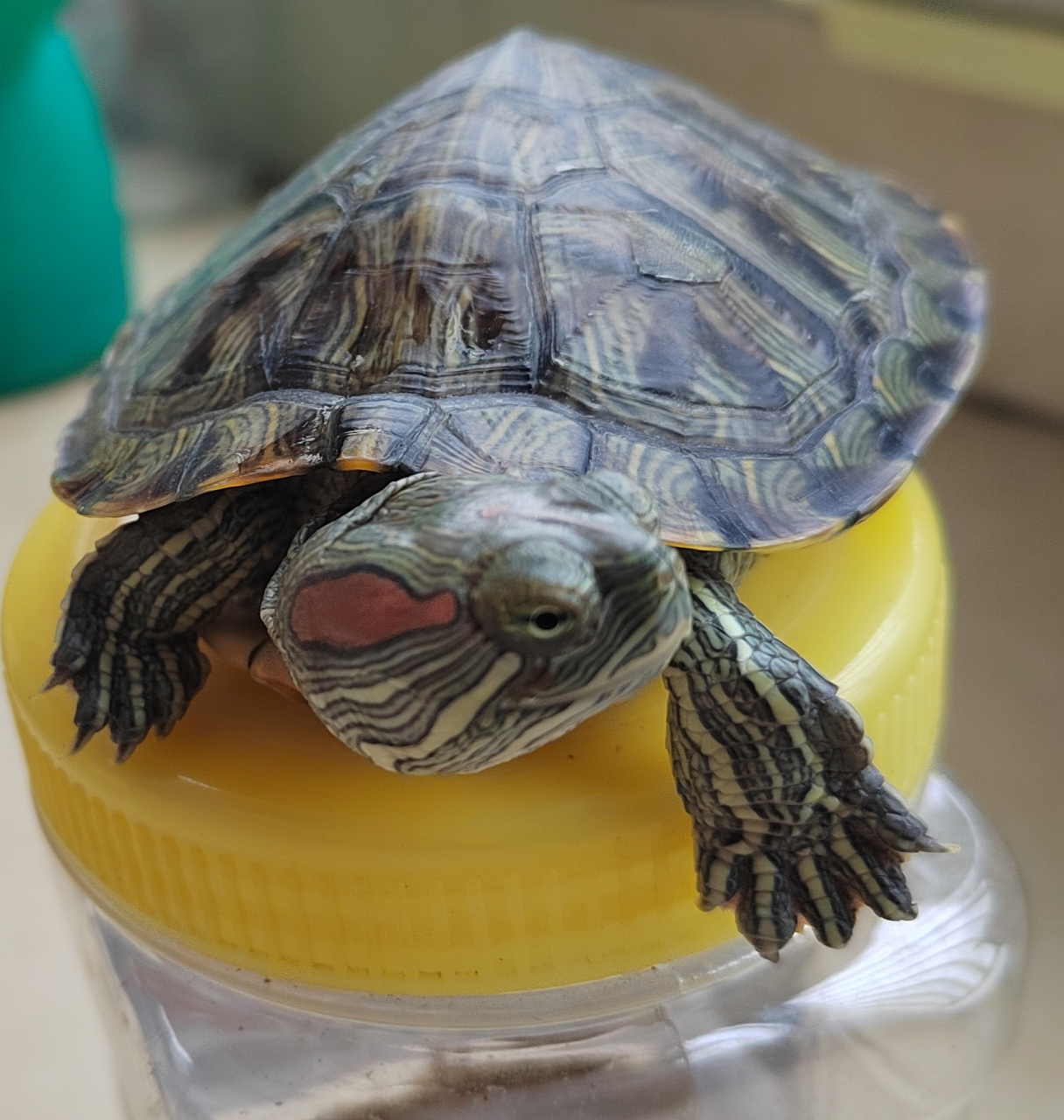 有友友们会问乌龟会有表情包吗?