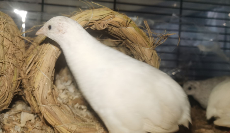 纯白芦丁鸡应该怎么分公母呢?