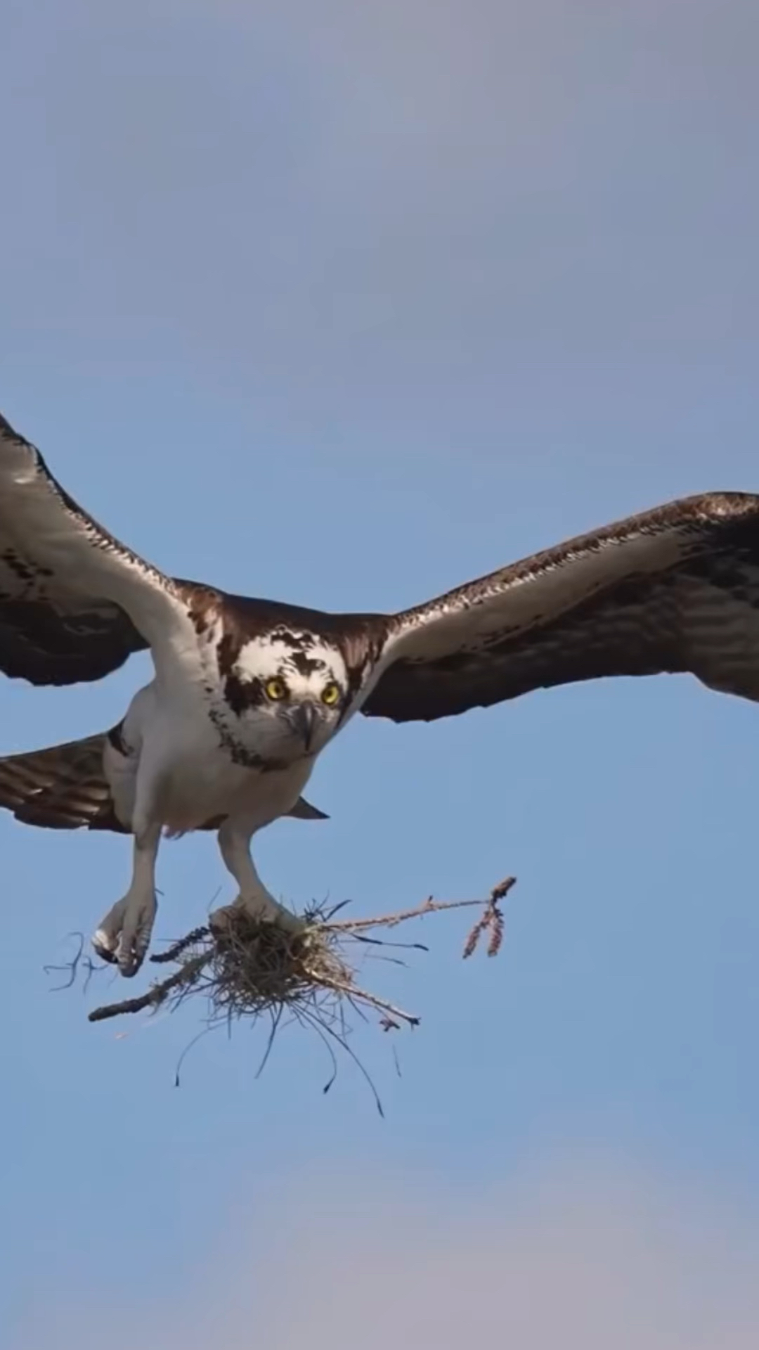 老鹰筑巢名场面,真是太厉害了-度小视