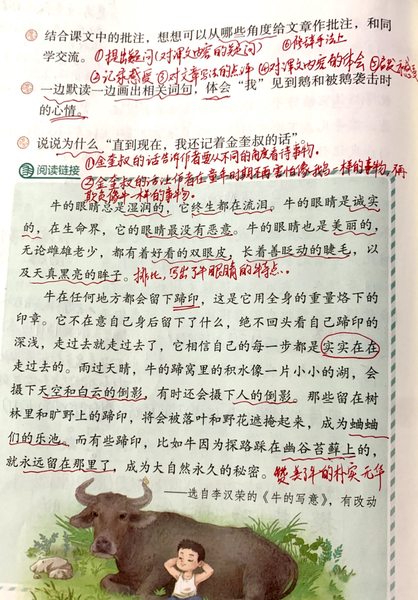 四上语文《牛和鹅》教师手写笔记,把握学习重点