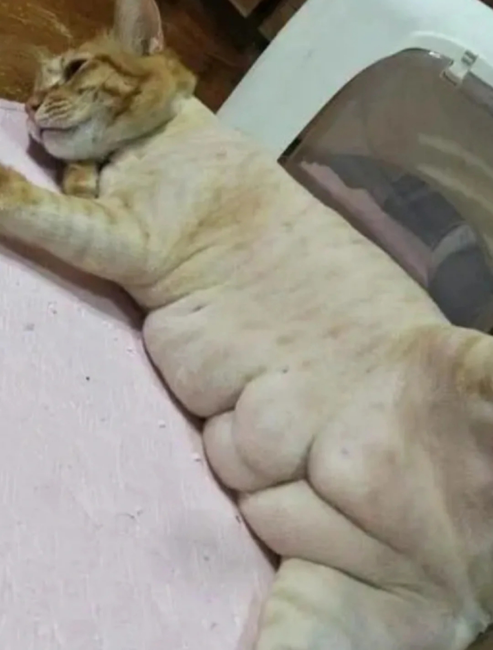 让你们来看看我家小猫的腹肌