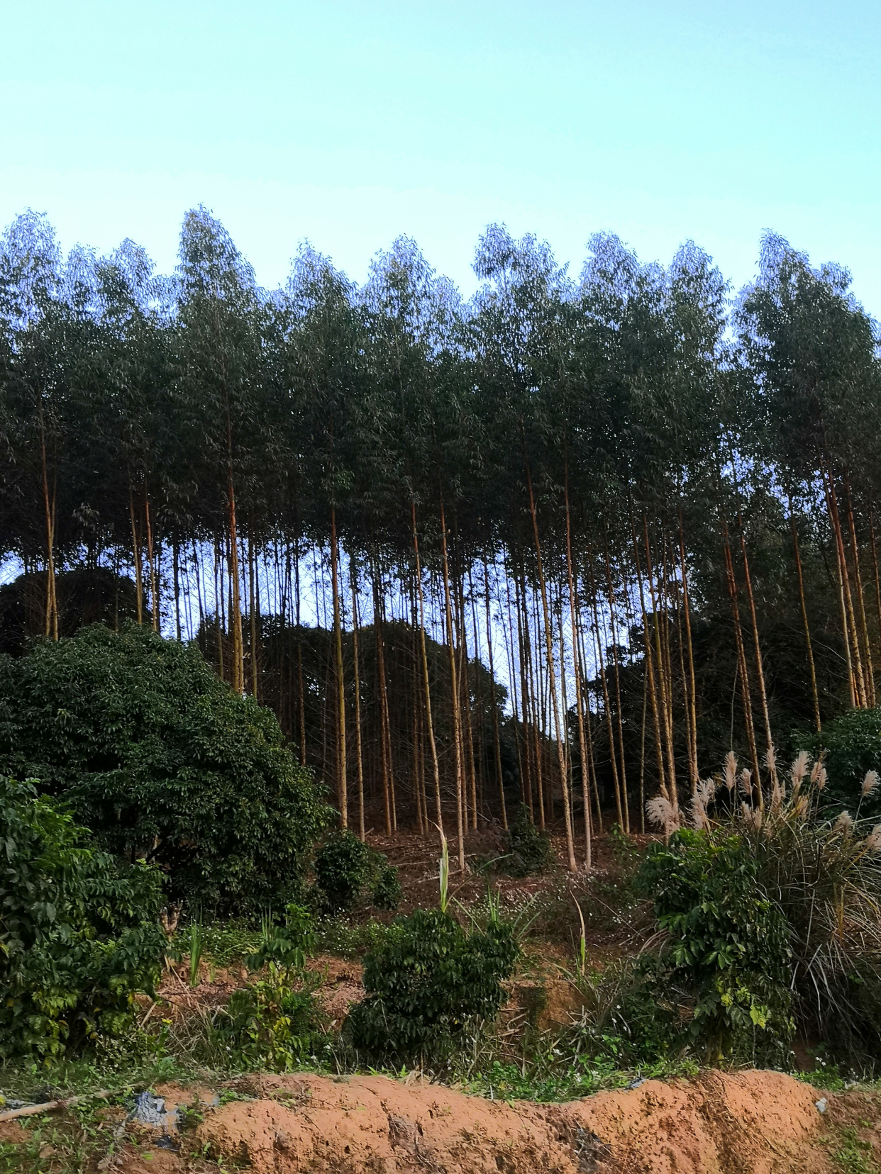 速生桉,也叫"××树"?