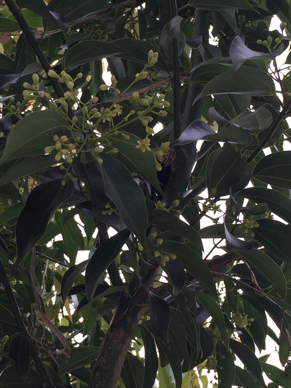 樟树开花,这是3月里的花香,蜜蜂不请自来 每年3月份是樟树,也叫假桂树