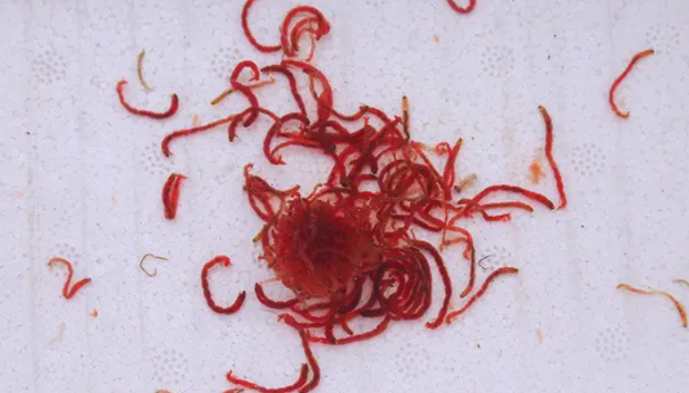 红线虫如何养殖和繁殖?今天我将带你一起深入了解这个有趣的话题