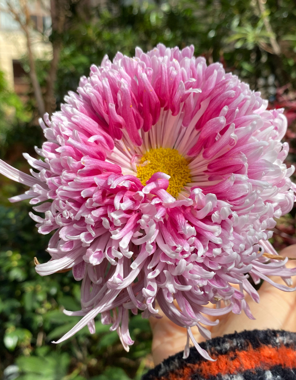 灰鹤展翅,花至末期的惊喜 菊花爆满山花.#一人一句为考研加油