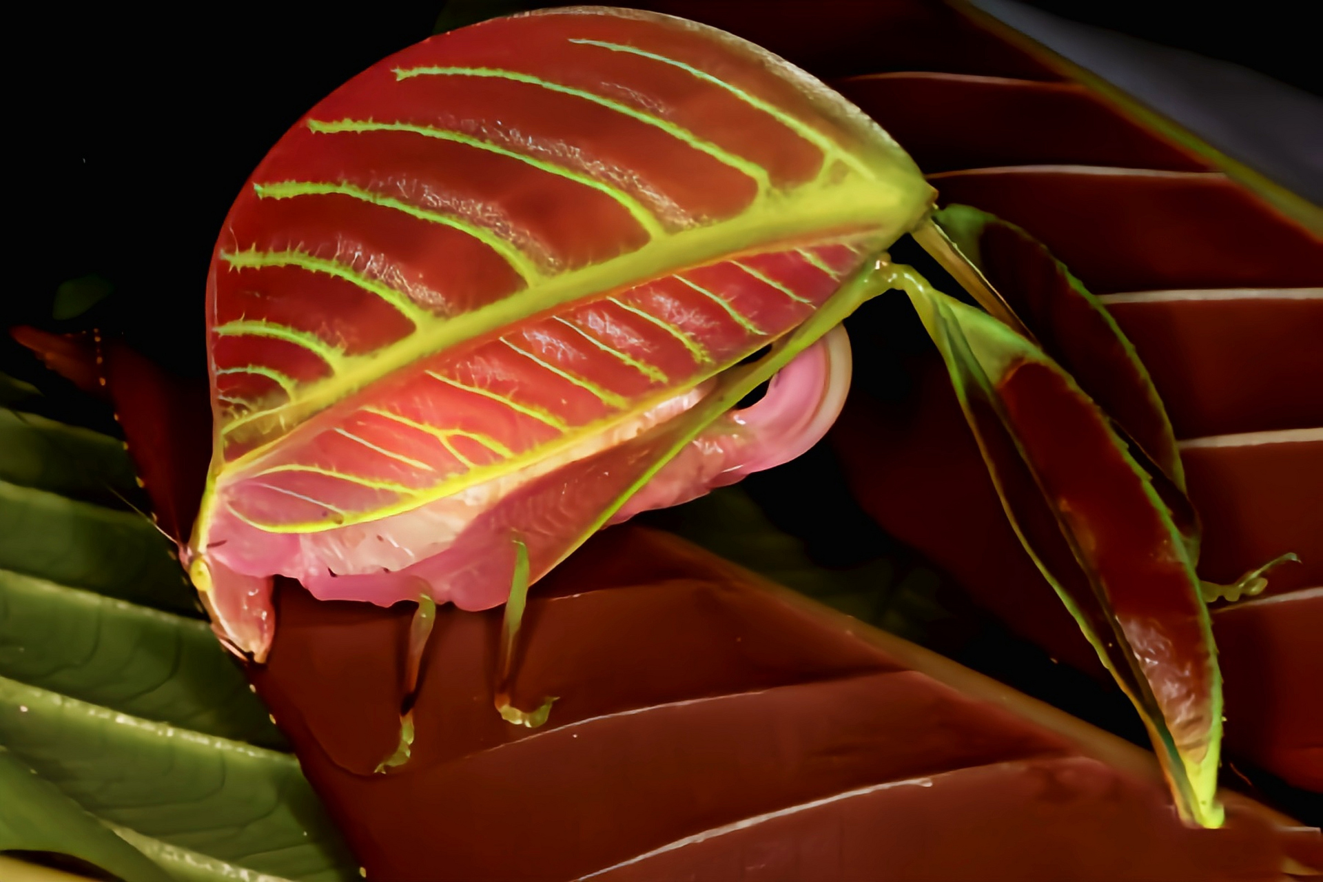 每天认识一种昆虫——柯氏姬叶螽 柯氏姬叶螽 别