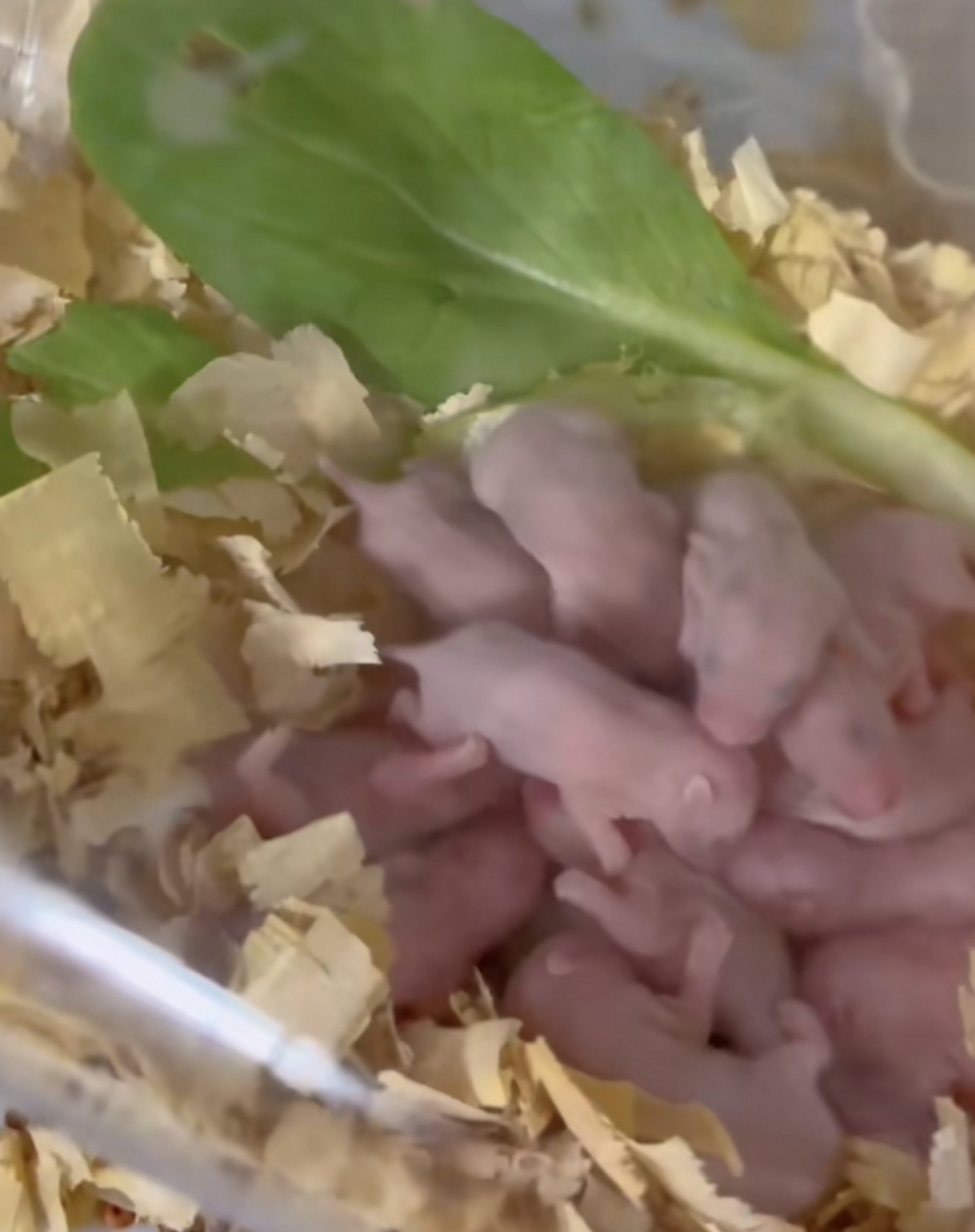 仓鼠妈妈带孩子累的睡着了!