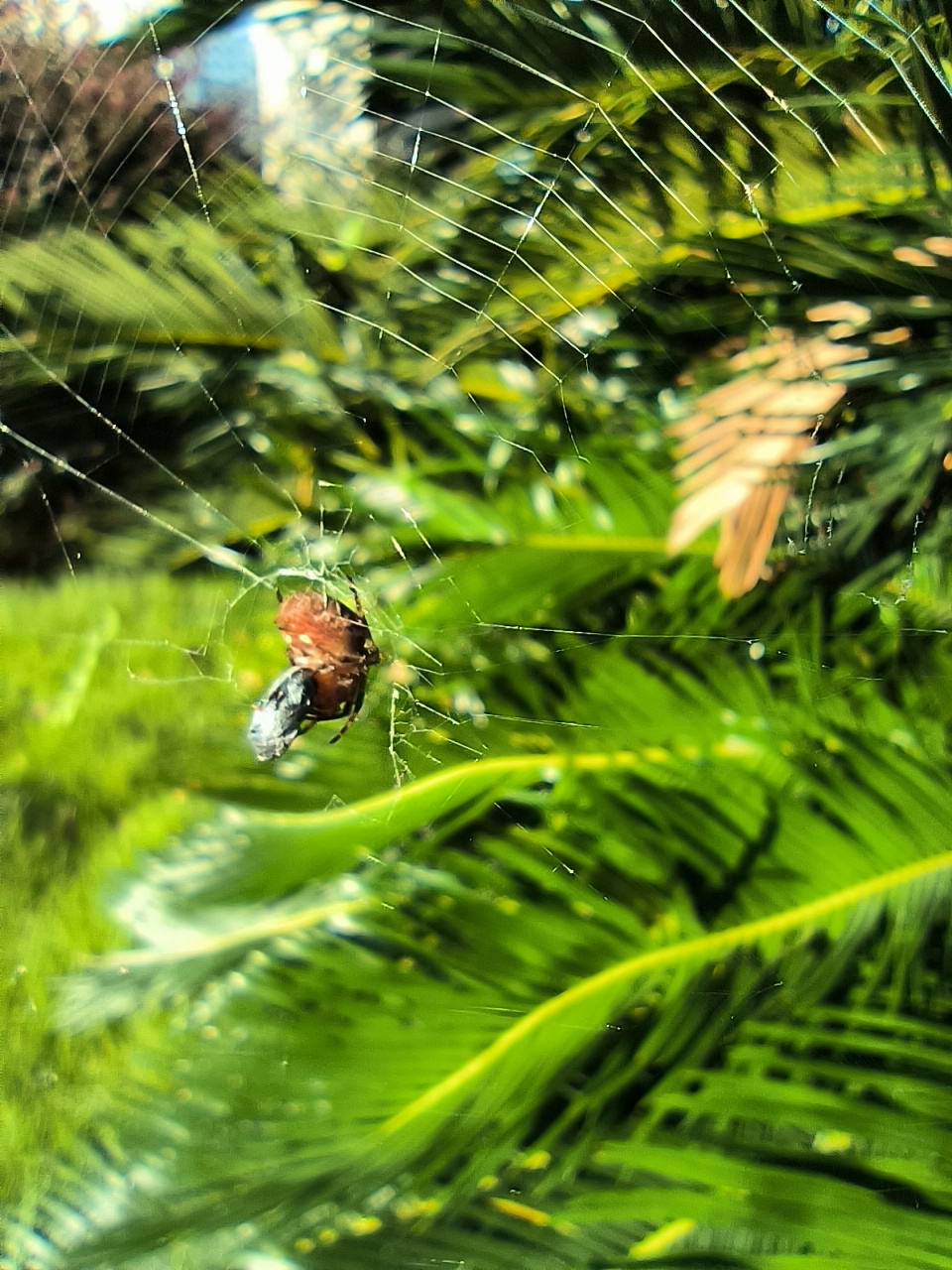 初秋时节,遇见蜘蛛结网. 阳光下,生命的意象总是如此可爱.
