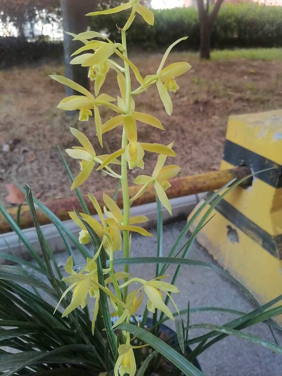 蕙兰黄花素心,花大出架,开得仙气飘飘,一尘不染,颜色越开越黄.