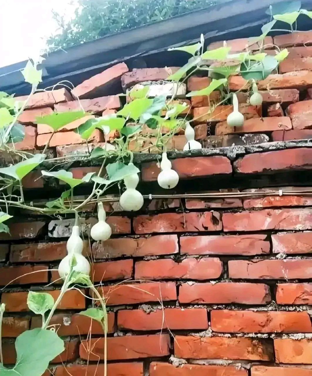 葫芦娃,葫芦娃,一根藤上七个瓜.风吹雨打都不怕.回忆瞬间拉满!