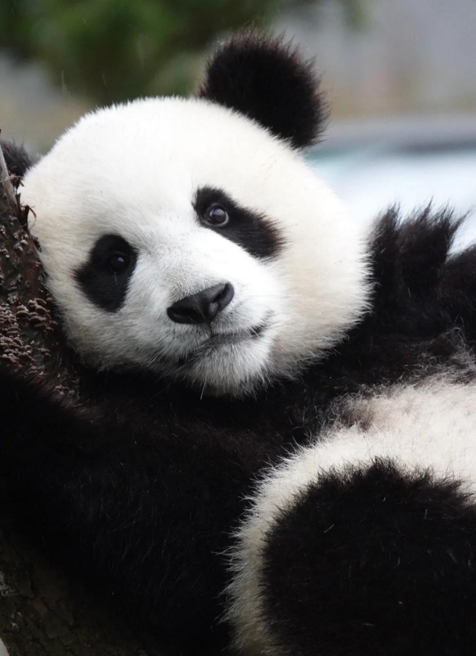 大熊猫 "颜王"皓月,喜妹炫技之作! 67