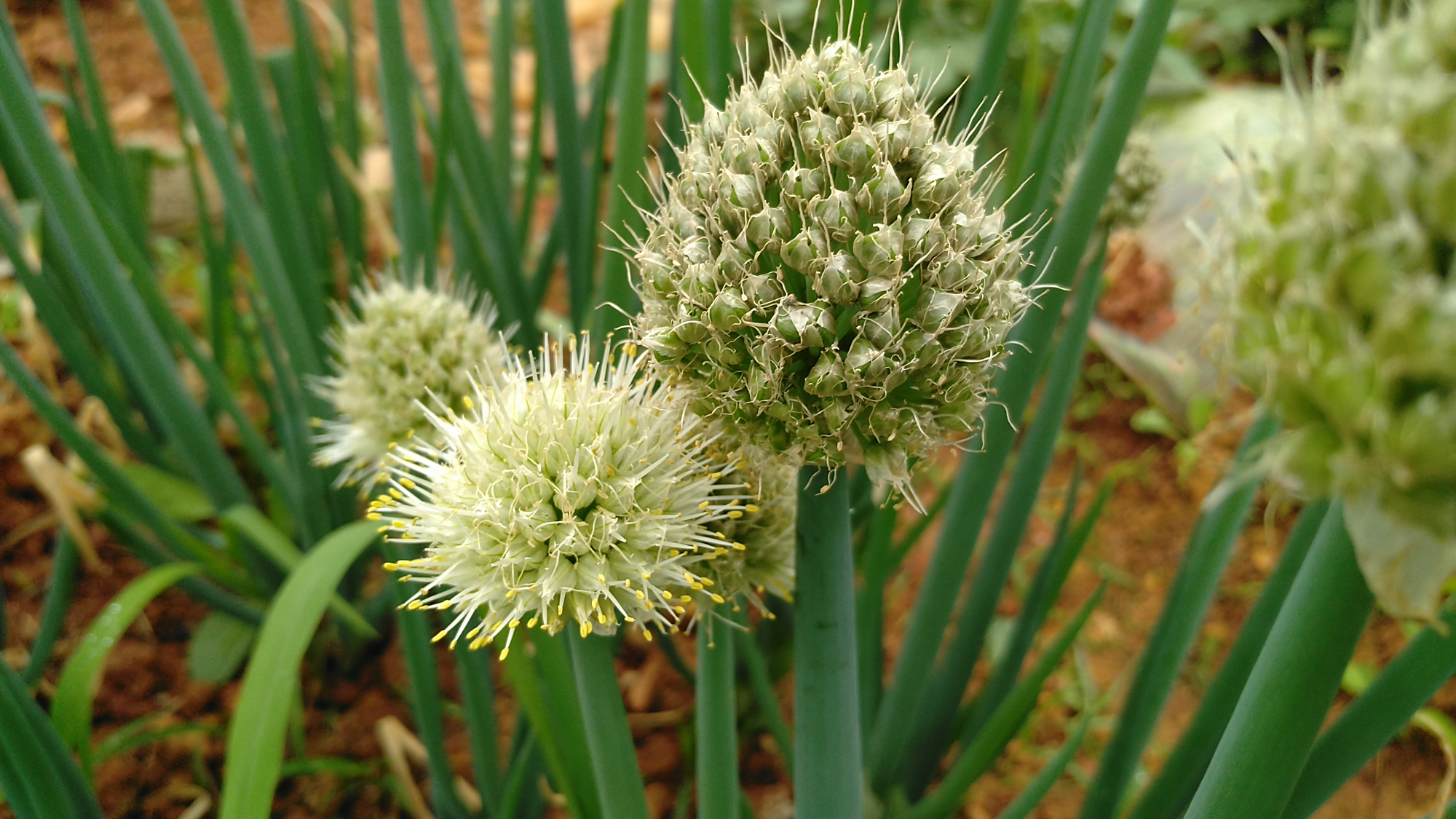 你认识葱吗?地里的葱开花了,看上去毛绒绒的样子!