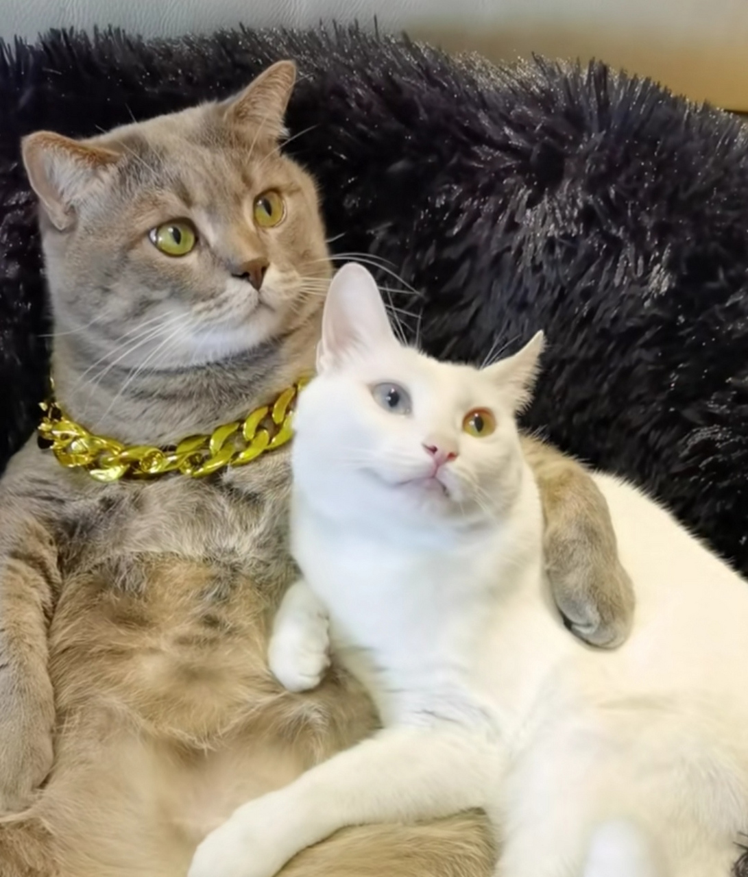 正在撒猫粮的一对猫咪,面对男主人摸它老婆的脏手,它是感怒不感言