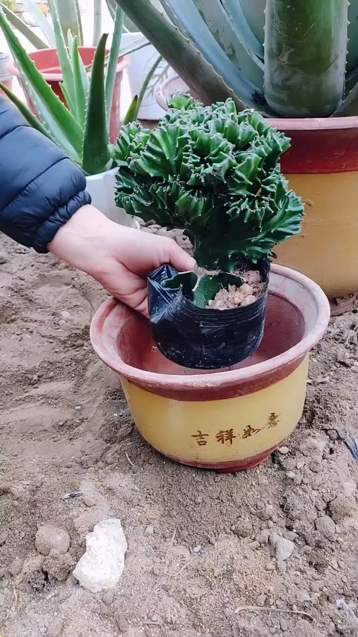 玉麒麟换盆换土