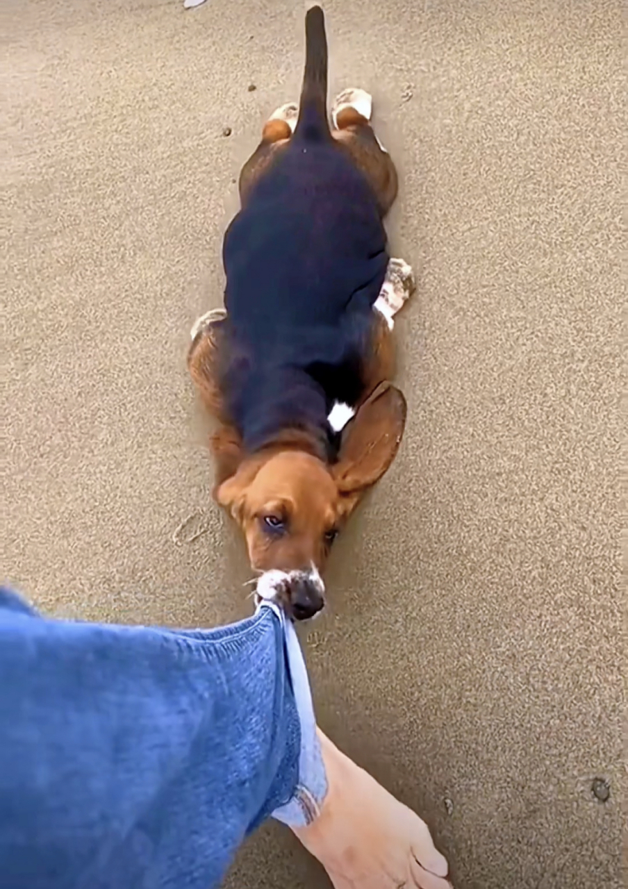 狗子不想走路咬住主人裤腿摆烂,看它的样子好像只废狗