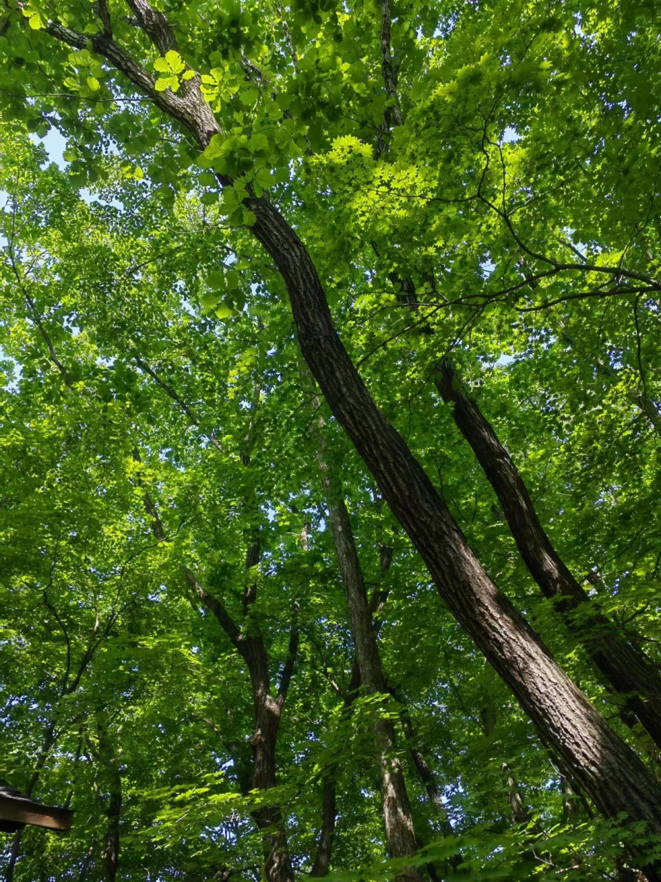 盛夏风景# 绿树荫浓夏日长