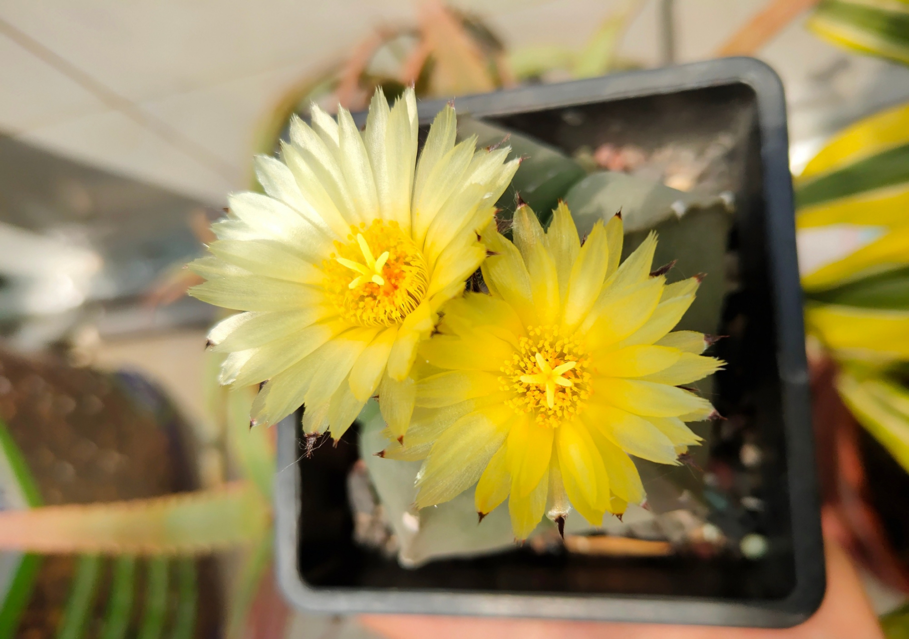 多肉琉璃鸾凤玉 五角星82开花了 676767