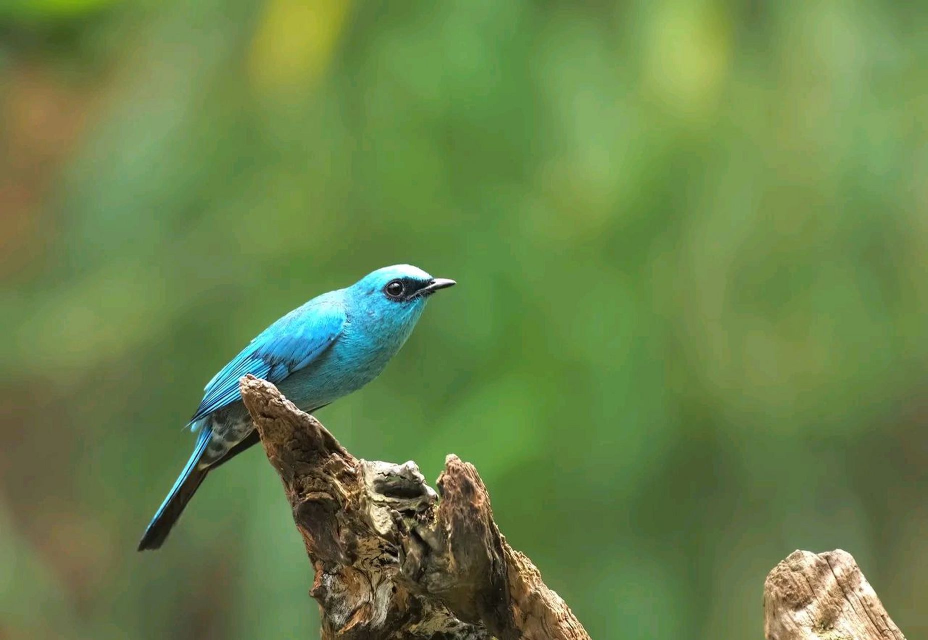 蓝色的小鸟#摄影# #中国美景大赏