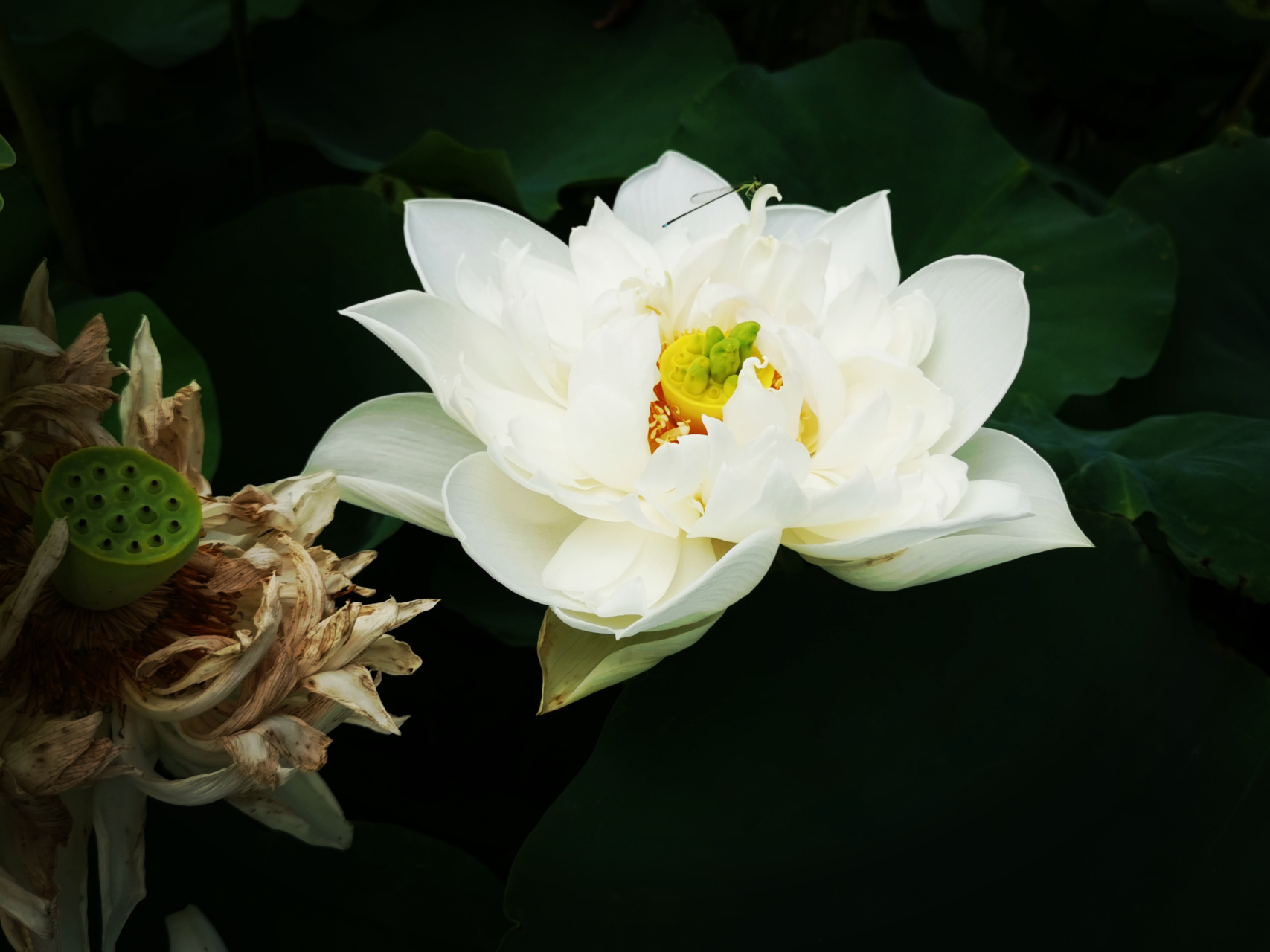 九月动态激励计划# 荷花——秦淮白玉 大中花群,重瓣类,白莲花组荷 