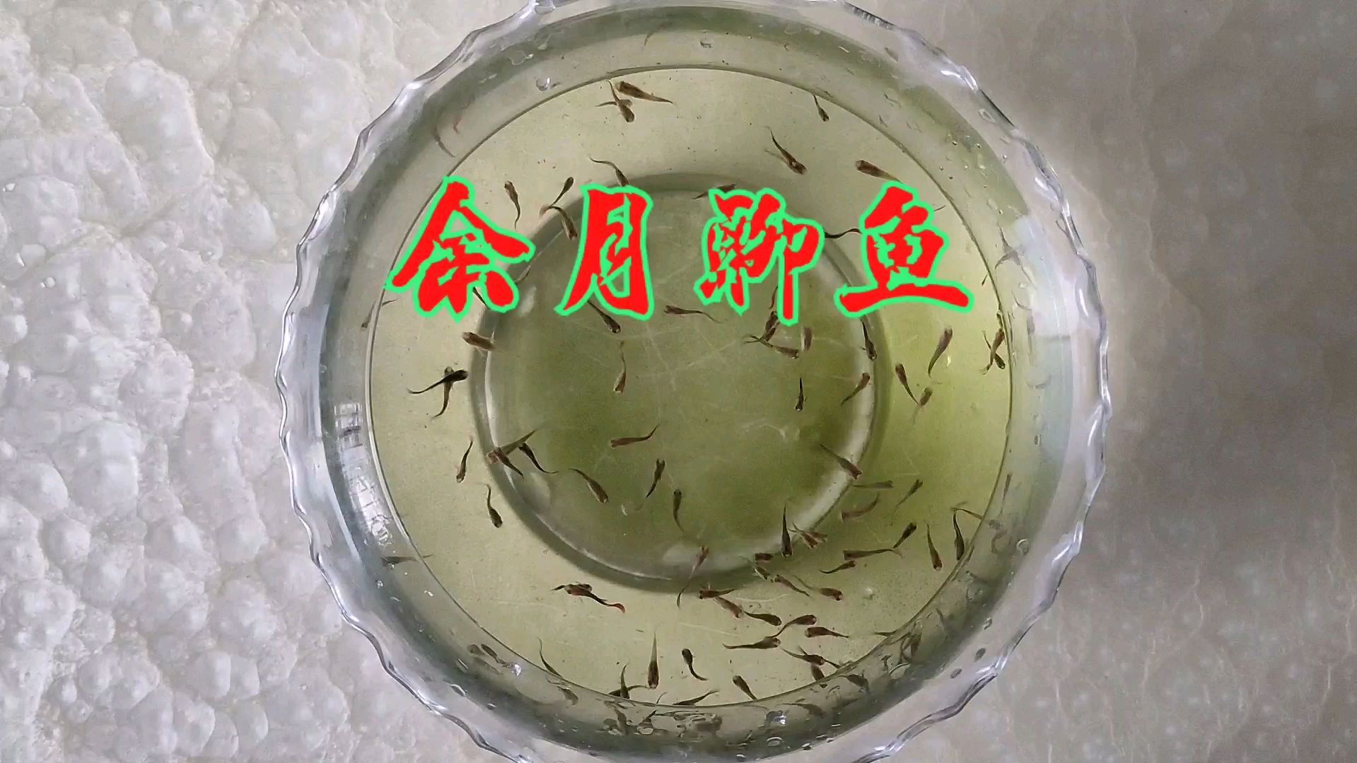 为何有的缸水浑浊?有的清澈?余月:鱼缸里放上这个小东西保证管用