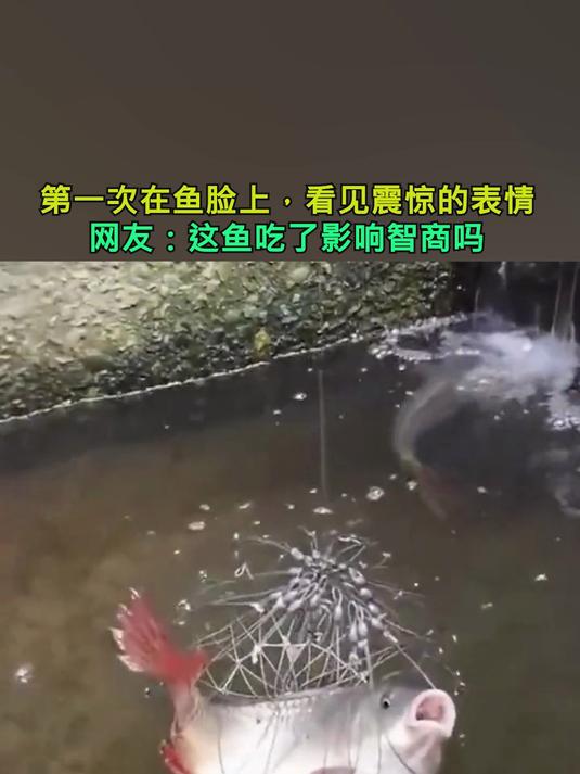 第一次在鱼脸上,看见震惊的表情,网友:这鱼吃了影响智商吗?