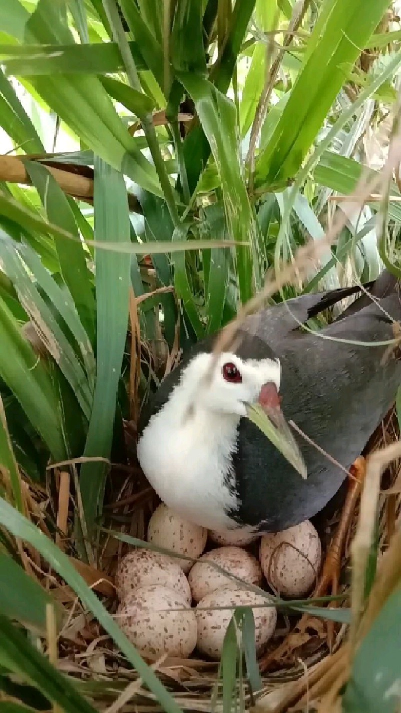 白麵水雞孵七個蛋寶寶