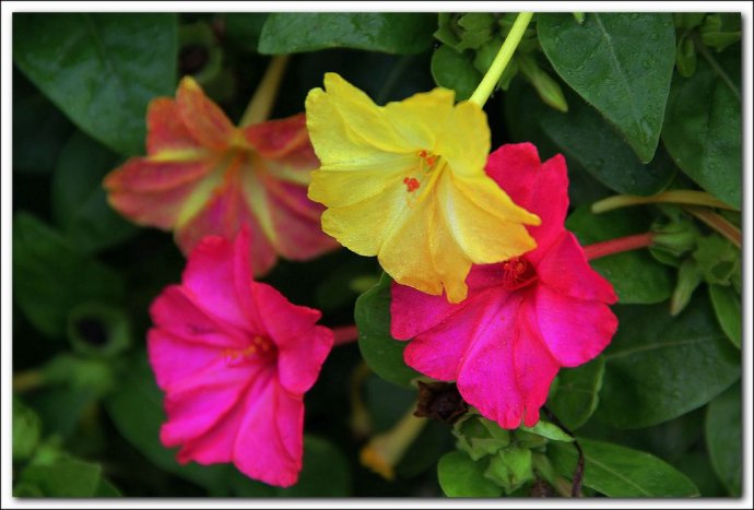 地雷花,朴素的高颜值,被名字耽误的"良心好花"