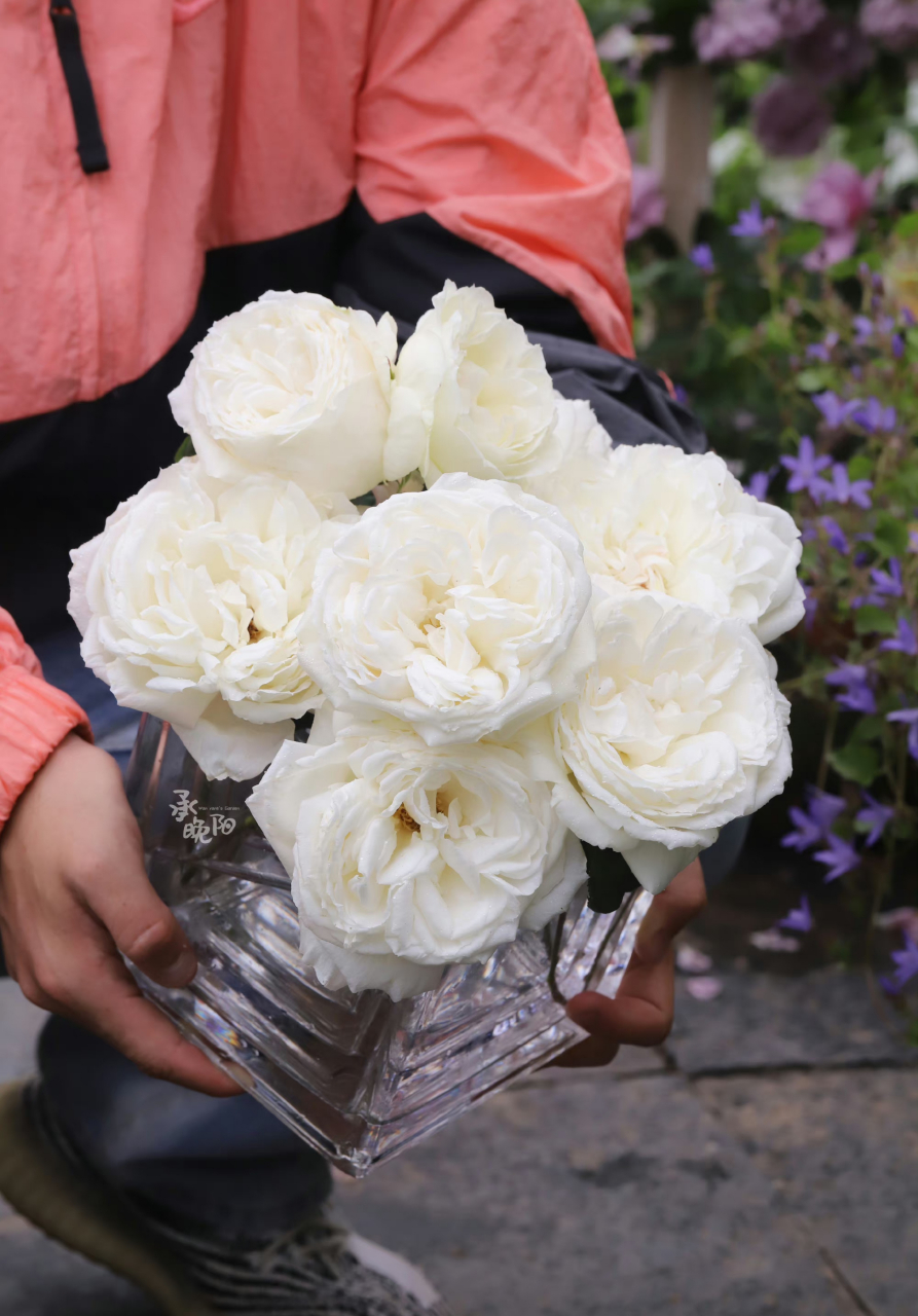 白色系大花品种推荐——伊芙·婚礼之路 目前最爱的白色系灌木切花