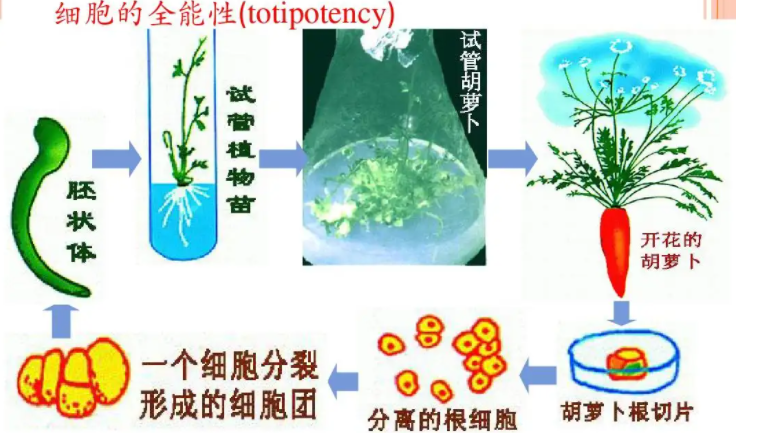 植物细胞的全能性