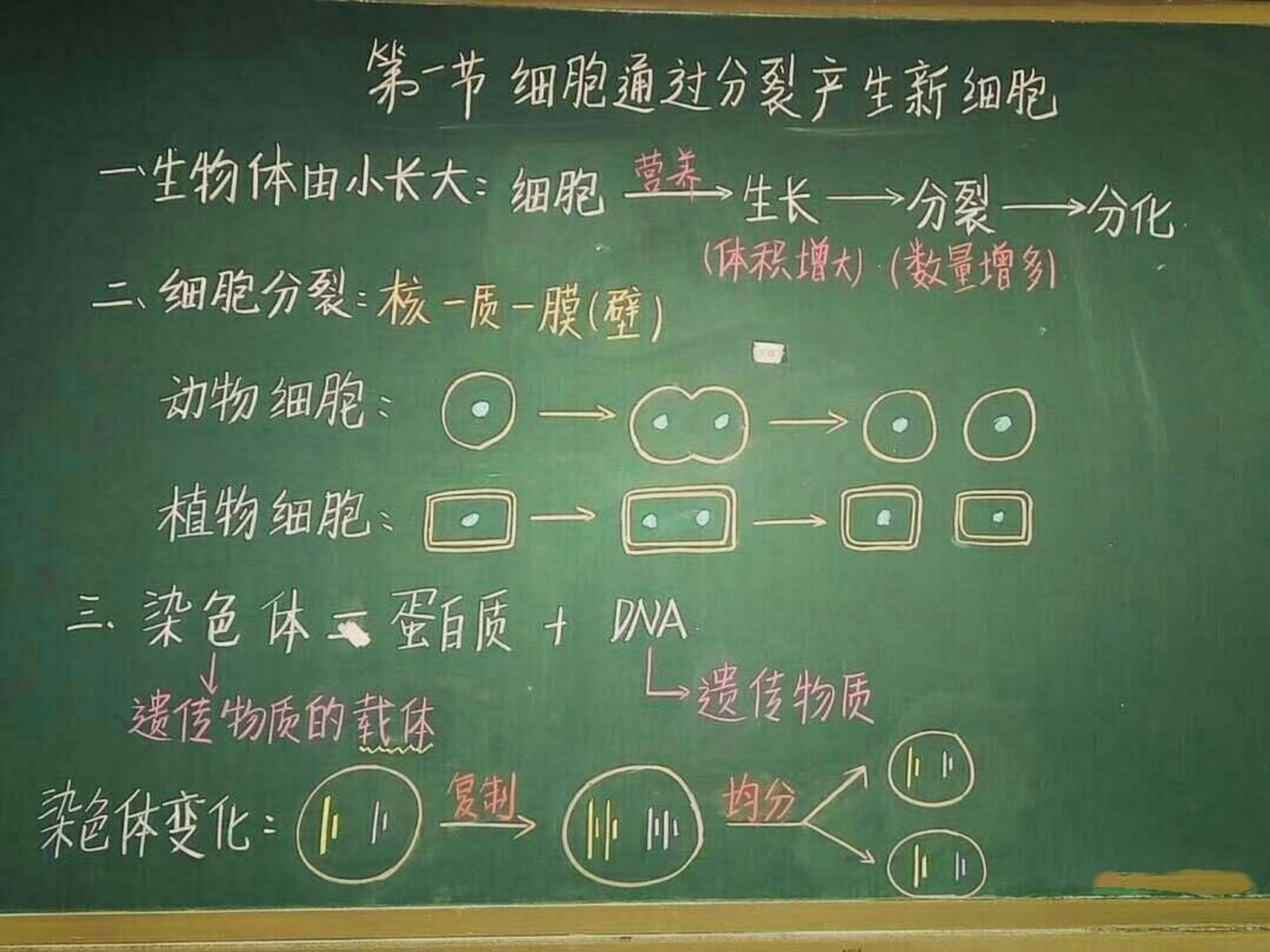 生物板书设计大赛图片