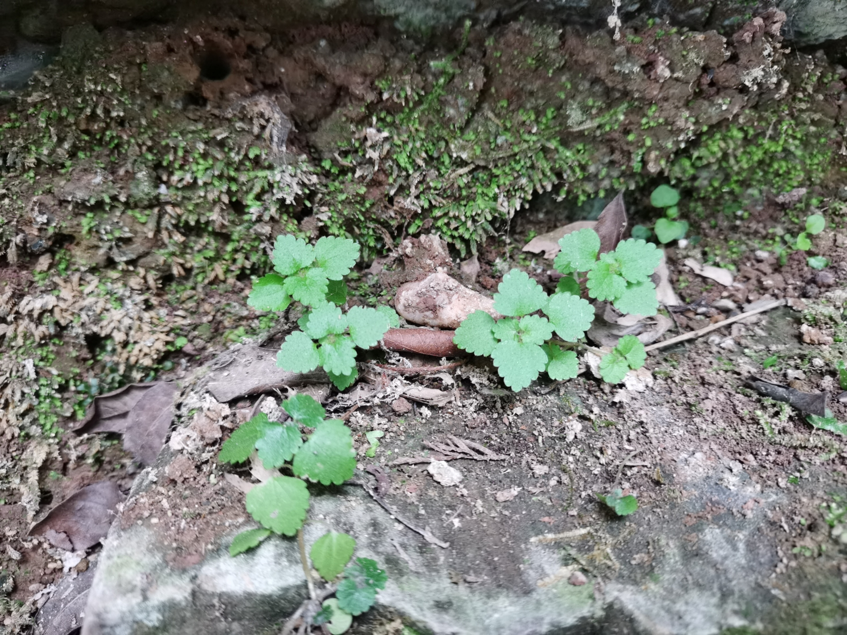 【精真堂】 毛花点草  山谷溪涧,鸟语花香,蓝天为被,大地为床,平平