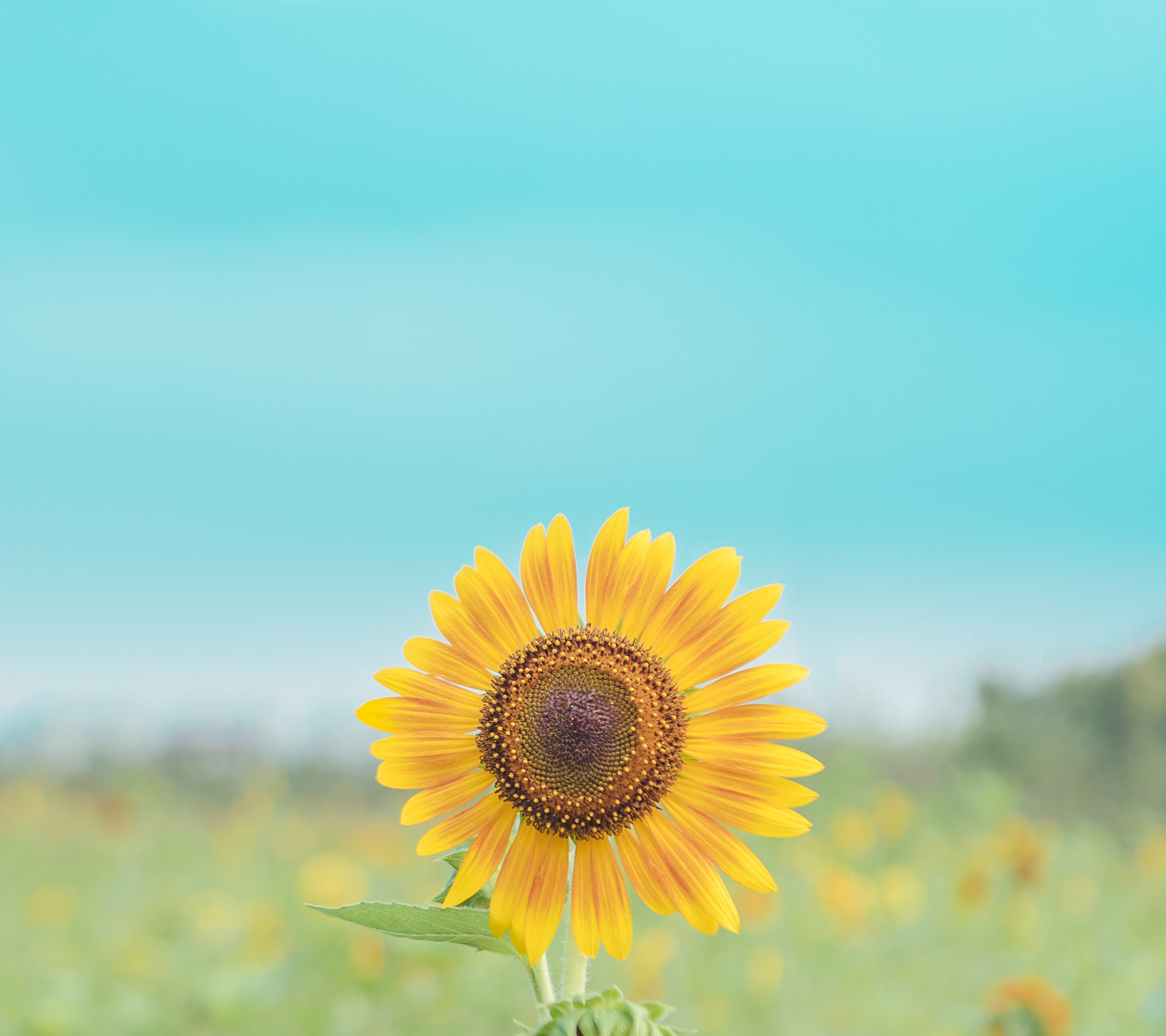 时光不语  静待花开