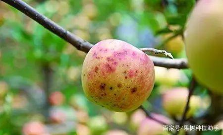 早熟苹果炭疽叶枯病,7月份进入新的发病高峰期,防治措施提前看