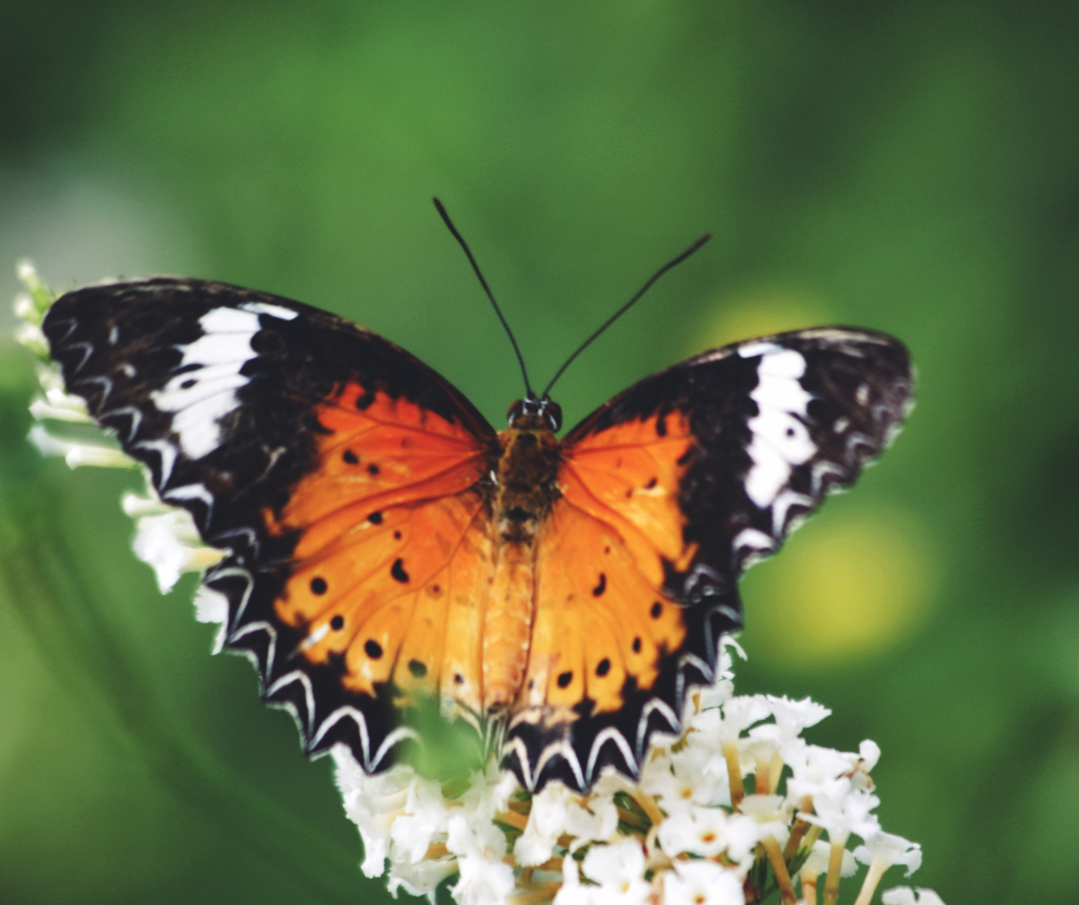 每天认识一种昆虫——白带锯蛱蝶 白带锯蛱蝶是峡蝶科蝶属昆虫,广泛