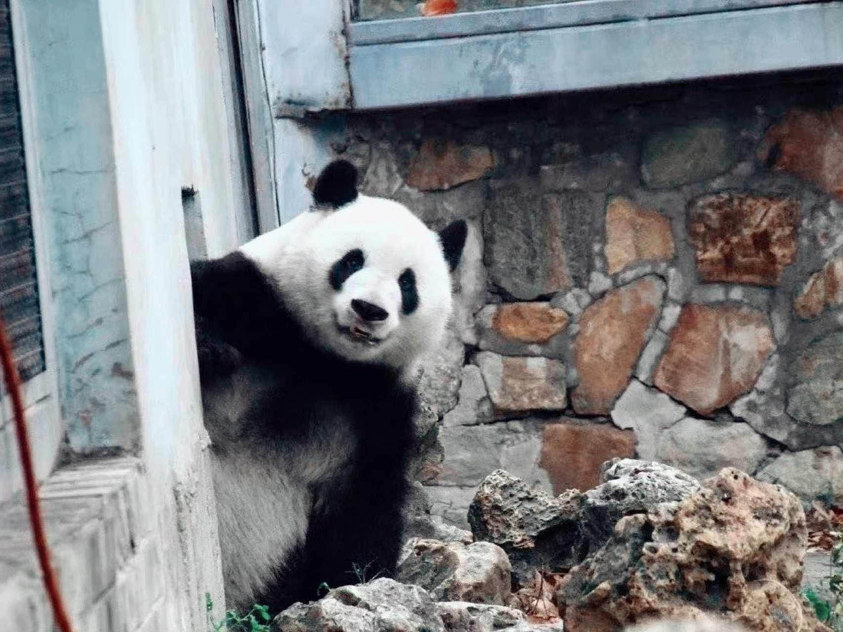 大熊貓# 快去北京動物園微博領取大熊貓