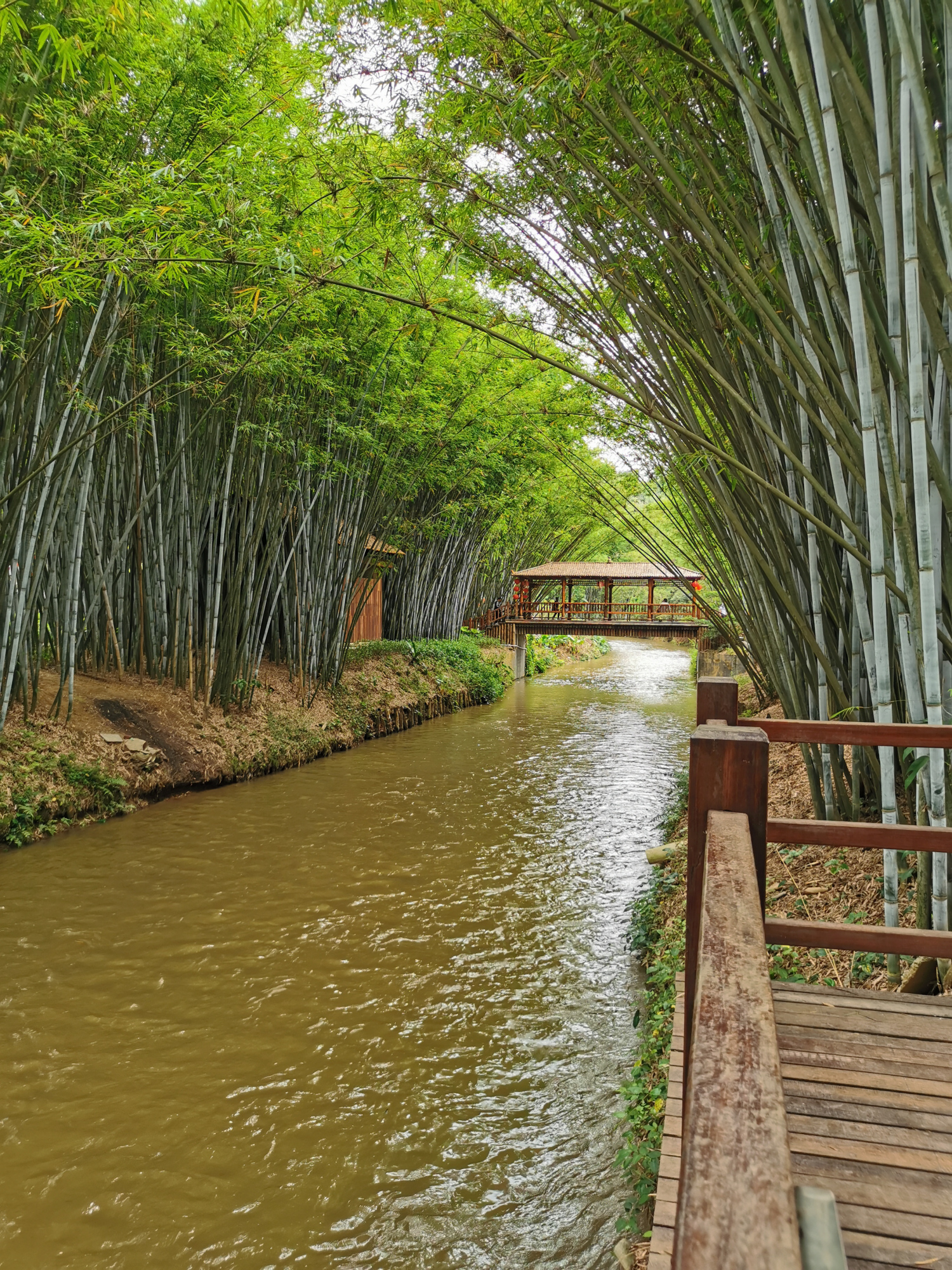 粤西小城风景之信宜旺同竹林