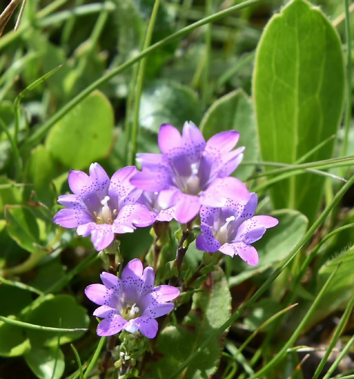 一花一语:阿坝龙胆花          在阿坝高原地区有一种微型龙胆花,贴